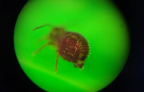 Dicyrtomina ornata